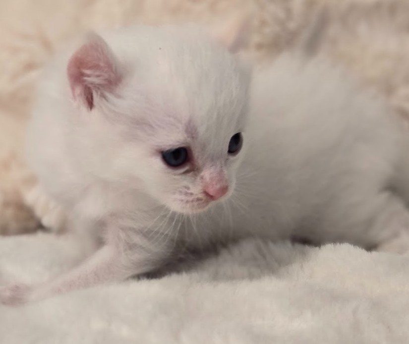Chaton m&acirc;le Highland Lynx au poil long soyeux